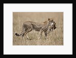 Cheetah carrying Thomson's Gazelle calf kill by Anonymous