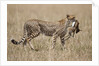 Cheetah carrying Thomson's Gazelle calf kill by Anonymous
