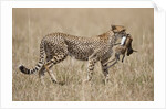 Cheetah carrying Thomson's Gazelle calf kill by Anonymous