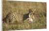Cheetah with baby Thomson's gazelle by Anonymous