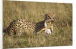 Cheetah with baby Thomson's gazelle by Anonymous