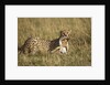 Cheetah with baby Thomson's gazelle by Anonymous