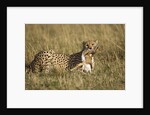 Cheetah with baby Thomson's gazelle by Anonymous