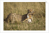 Cheetah with baby Thomson's gazelle by Anonymous