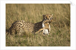 Cheetah with baby Thomson's gazelle by Anonymous