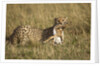 Cheetah with baby Thomson's gazelle by Anonymous