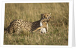 Cheetah with baby Thomson's gazelle by Anonymous