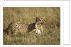 Cheetah with baby Thomson's gazelle by Anonymous