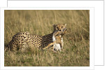 Cheetah with baby Thomson's gazelle by Anonymous