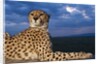 Cheetah lying on top of safari truck by Anonymous