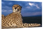 Cheetah lying on top of safari truck by Anonymous