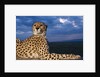 Cheetah lying on top of safari truck by Anonymous