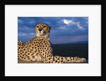 Cheetah lying on top of safari truck by Anonymous