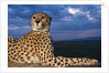 Cheetah lying on top of safari truck by Anonymous