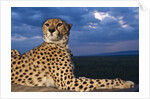 Cheetah lying on top of safari truck by Anonymous