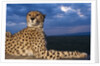 Cheetah lying on top of safari truck by Anonymous