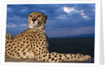 Cheetah lying on top of safari truck by Anonymous
