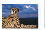 Cheetah lying on top of safari truck by Anonymous