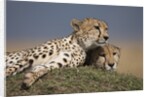 Cheetahs resting on termite mound by Anonymous