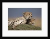 Cheetahs resting on termite mound by Anonymous