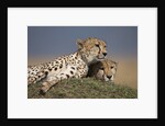 Cheetahs resting on termite mound by Anonymous