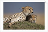 Cheetahs resting on termite mound by Anonymous