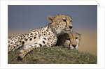 Cheetahs resting on termite mound by Anonymous