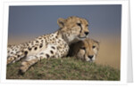 Cheetahs resting on termite mound by Anonymous