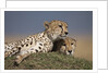 Cheetahs resting on termite mound by Anonymous