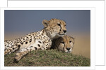 Cheetahs resting on termite mound by Anonymous
