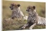 Cheetahs resting in grass by Anonymous