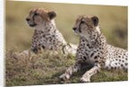 Cheetahs resting in grass by Anonymous