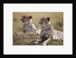 Cheetahs resting in grass by Anonymous