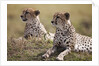Cheetahs resting in grass by Anonymous