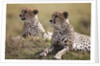 Cheetahs resting in grass by Anonymous