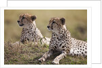 Cheetahs resting in grass by Anonymous