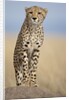 Cheetah on termite mound by Anonymous
