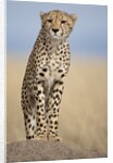 Cheetah on termite mound by Anonymous