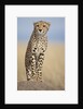 Cheetah on termite mound by Anonymous