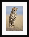 Cheetah on termite mound by Anonymous