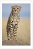 Cheetah on termite mound by Anonymous