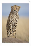 Cheetah on termite mound by Anonymous