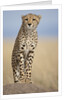 Cheetah on termite mound by Anonymous