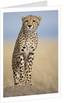 Cheetah on termite mound by Anonymous