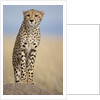 Cheetah on termite mound by Anonymous