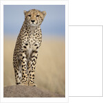 Cheetah on termite mound by Anonymous