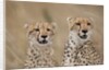 Cheetahs in tall grass by Anonymous