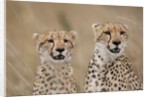 Cheetahs in tall grass by Anonymous