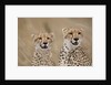 Cheetahs in tall grass by Anonymous