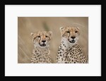 Cheetahs in tall grass by Anonymous